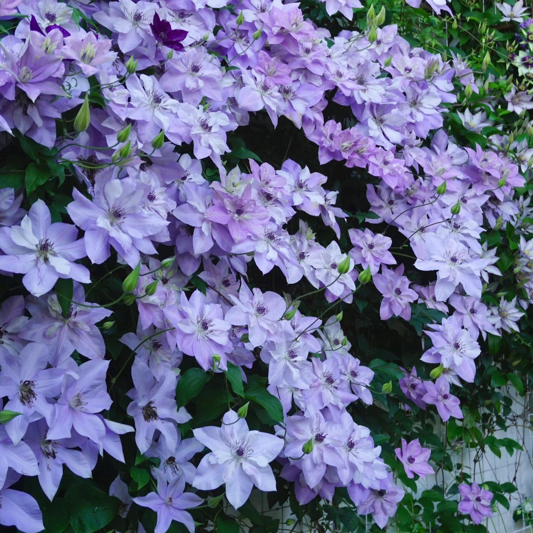 [铁线莲] 小盆（13色可选）爬藤植物庭院阳台盆栽造景美观好养简单