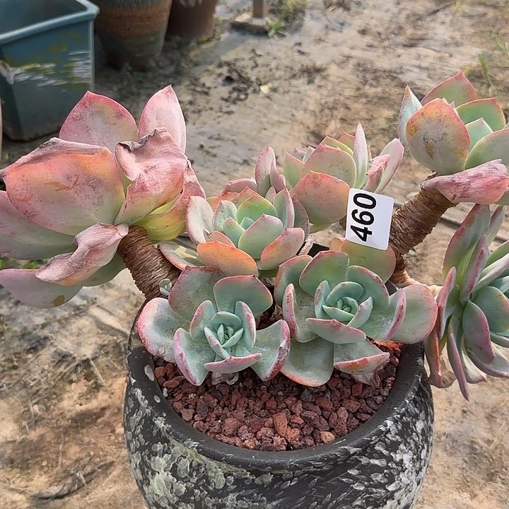 …****…460血白凤脱土发货不退不换