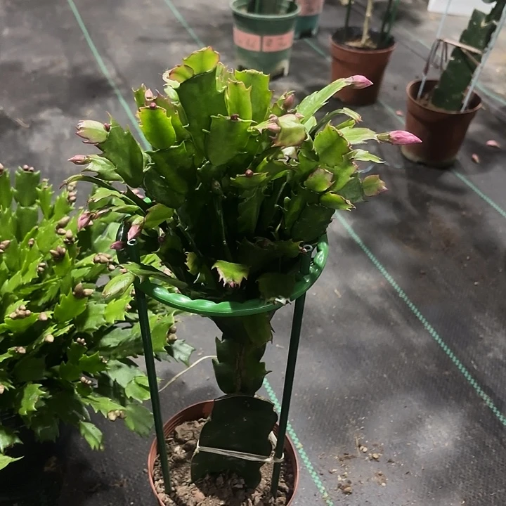 朝***朝当前无花栽培后可以开花