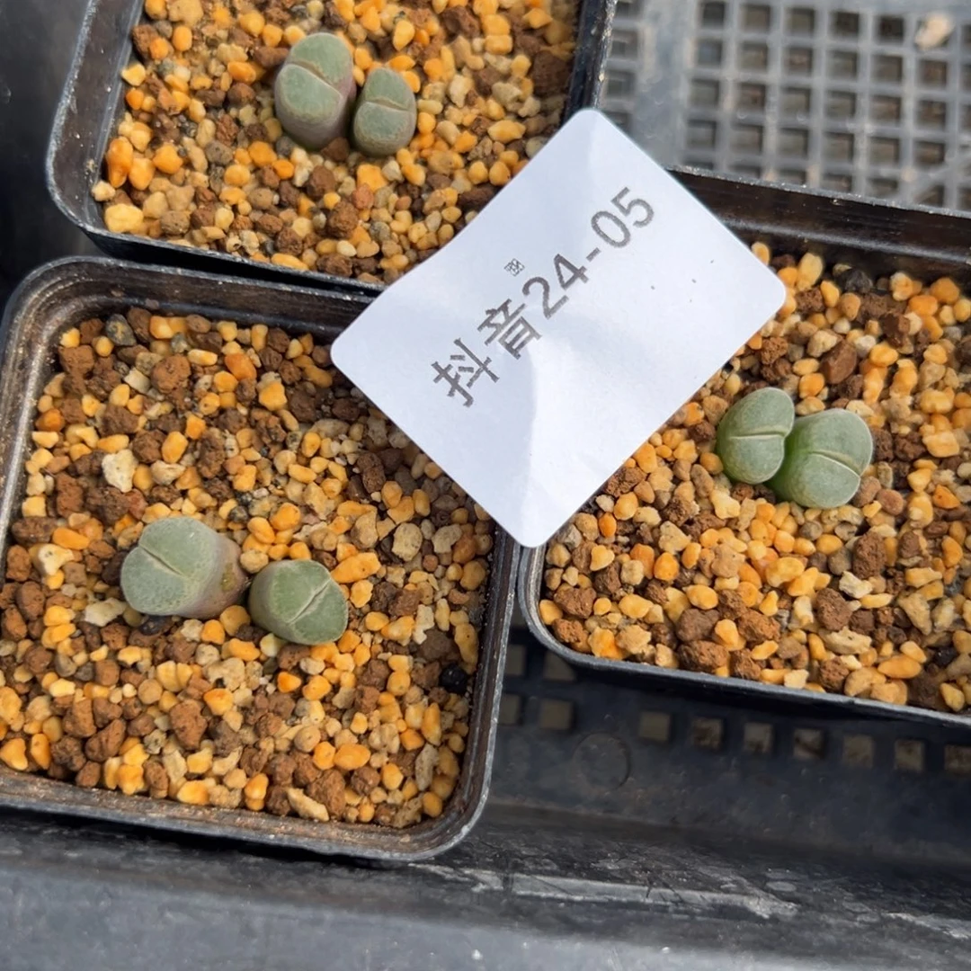 24-05 1797.18小海豚风铃一颗