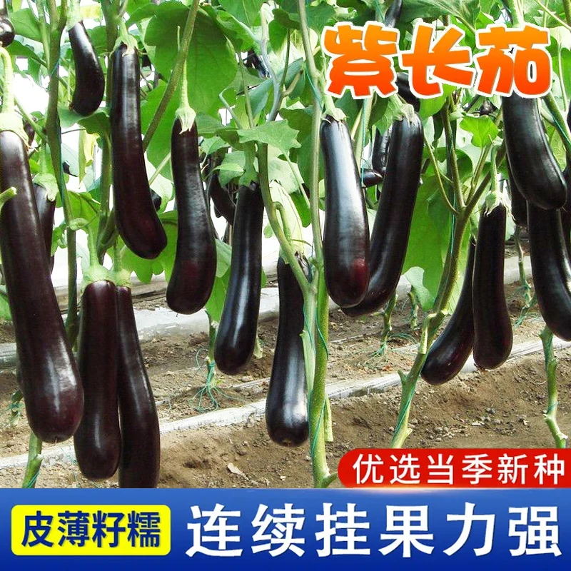 早熟甜糯烧烤茄子种子皮薄甜糯春夏秋四季种长茄种子
