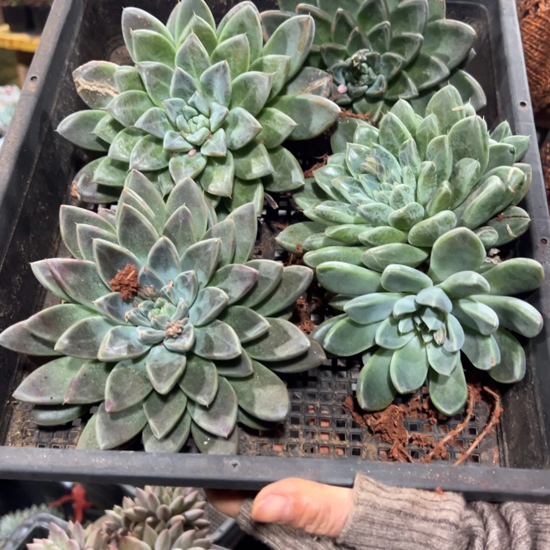 多肉植物玛瑙按摩
