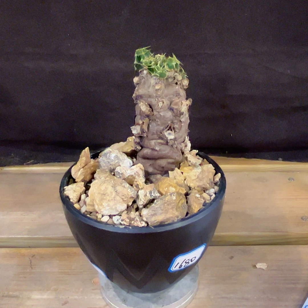 汤圆植物火山大戟