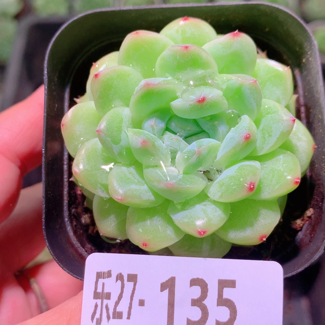 乐然27-135 新品单头