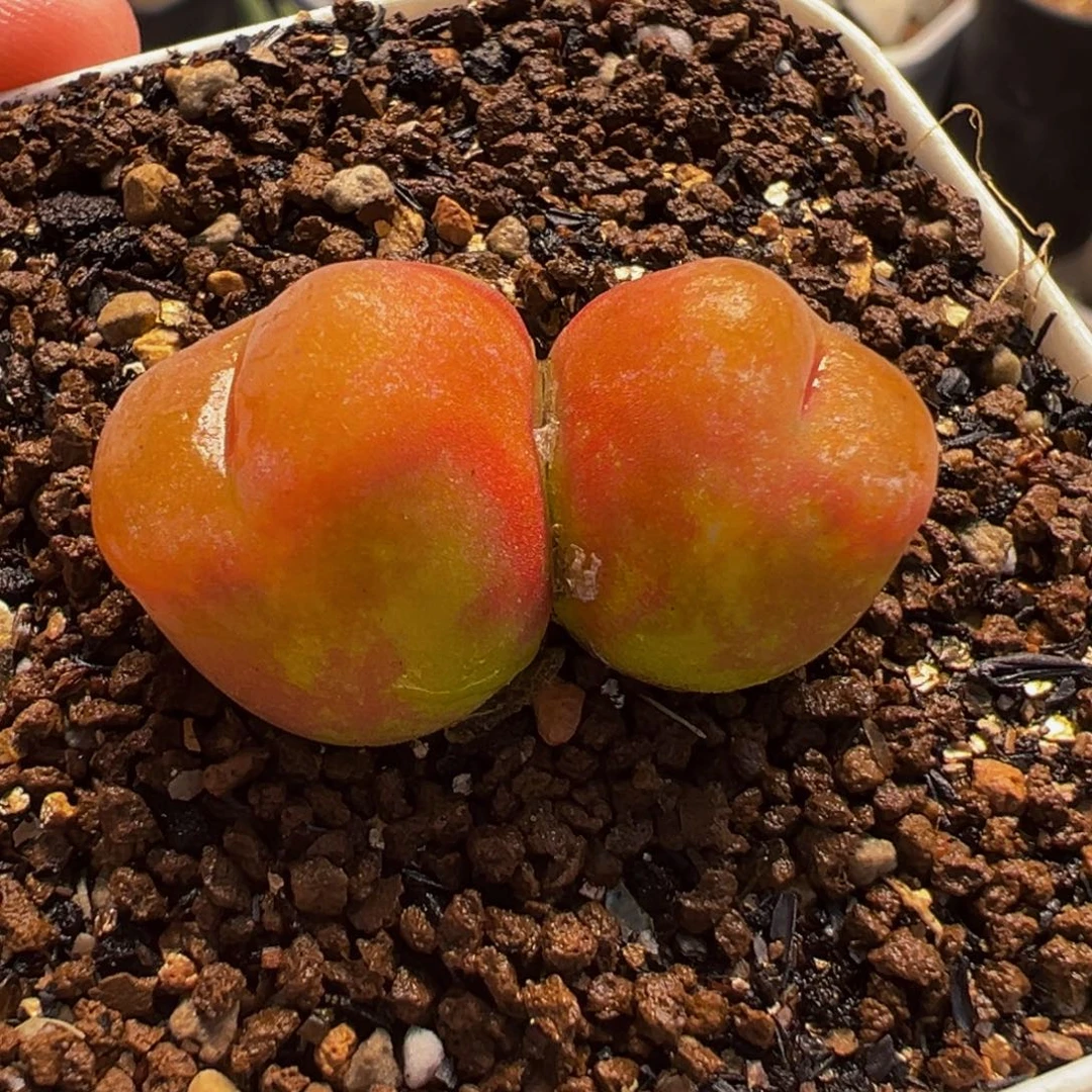 522多肉植物种类多样