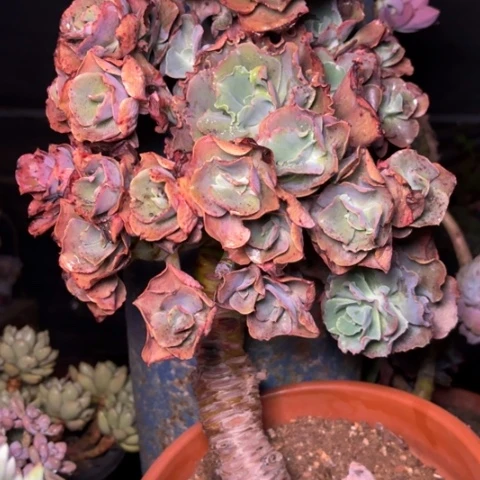 哈****好多肉植物的植物
