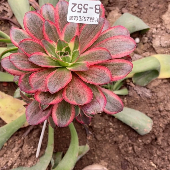 走****3552美金嫁接不包掉头12345678