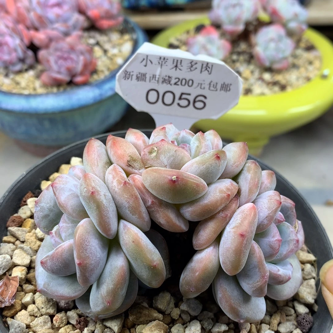 绿底紫心056/9cm3头