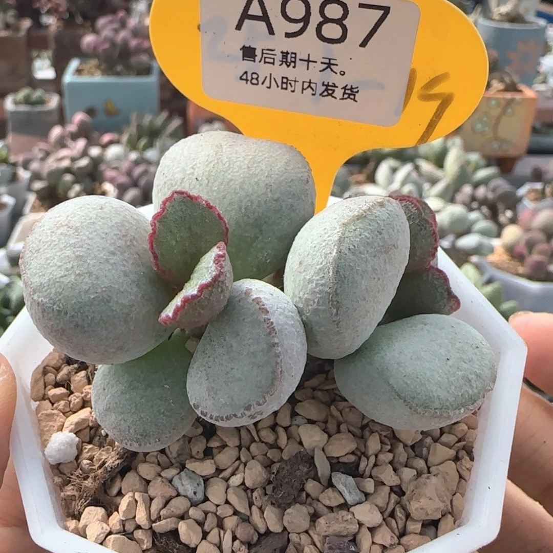 福利。      987。