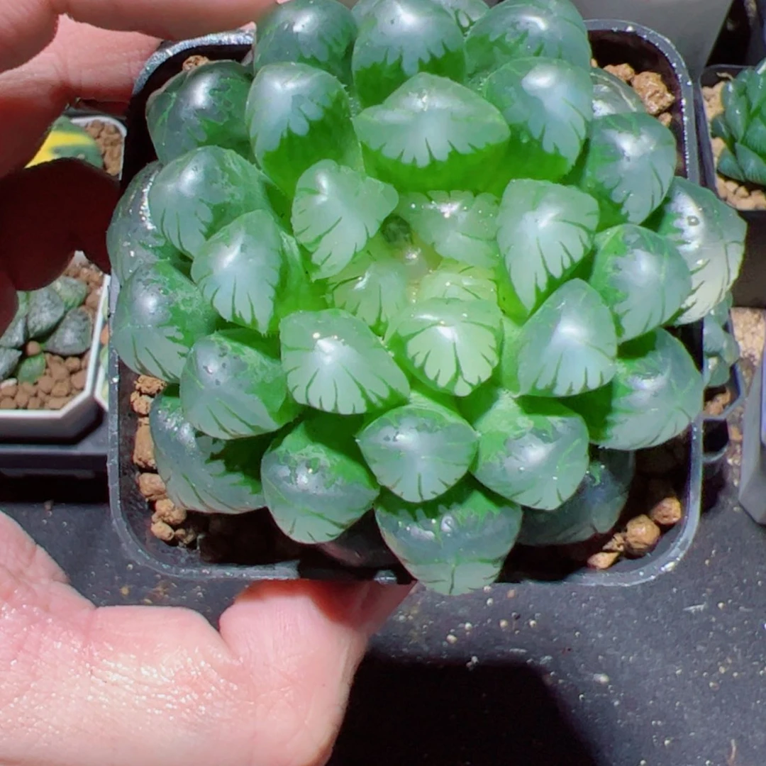 【闪购商品】龙珠玉露