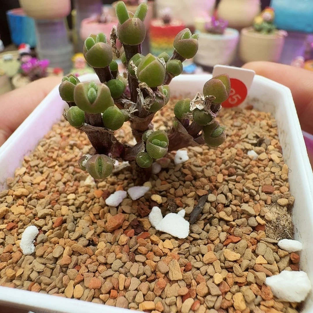 多肉植物福利风铃荧光短耳兔425