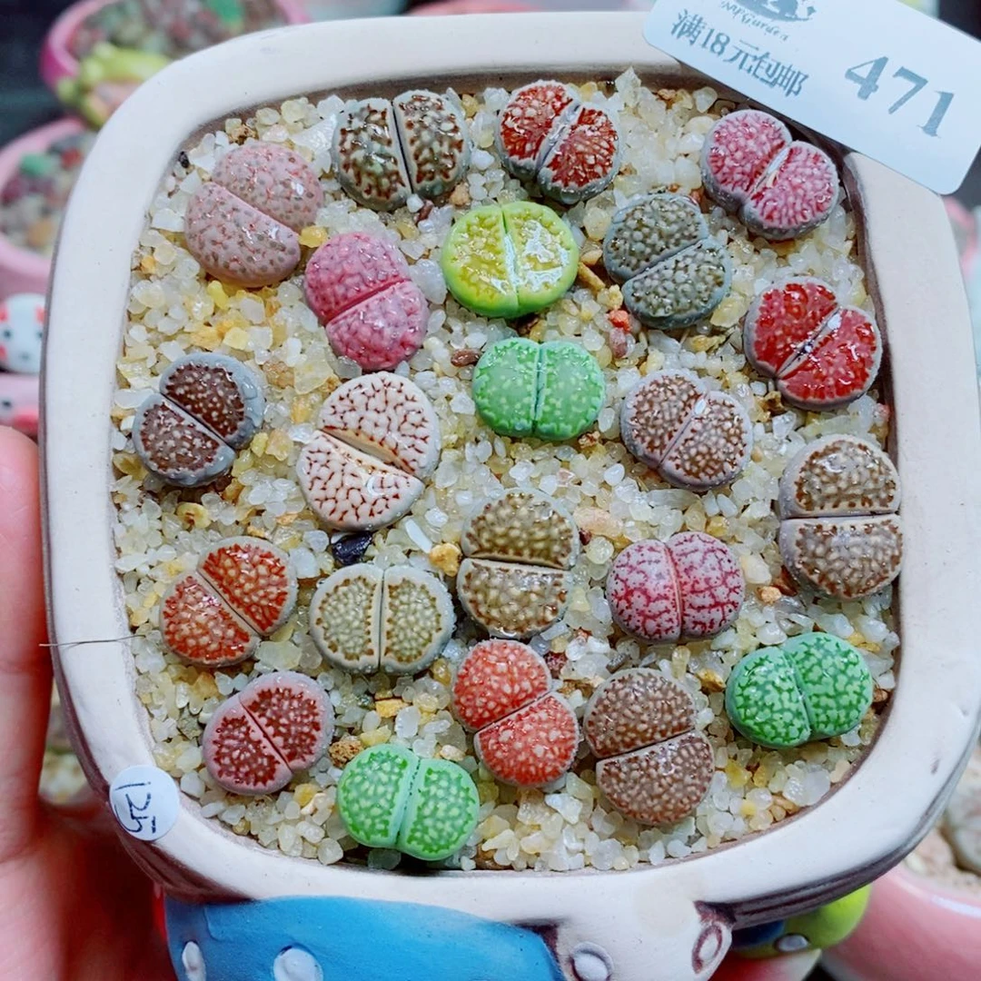 生石花花花花开了471