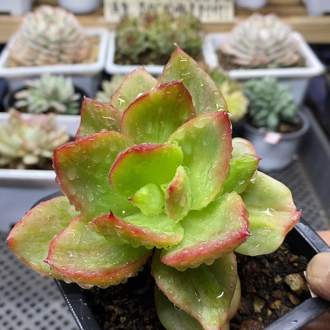 2199 翠花杂拉丝彩锦