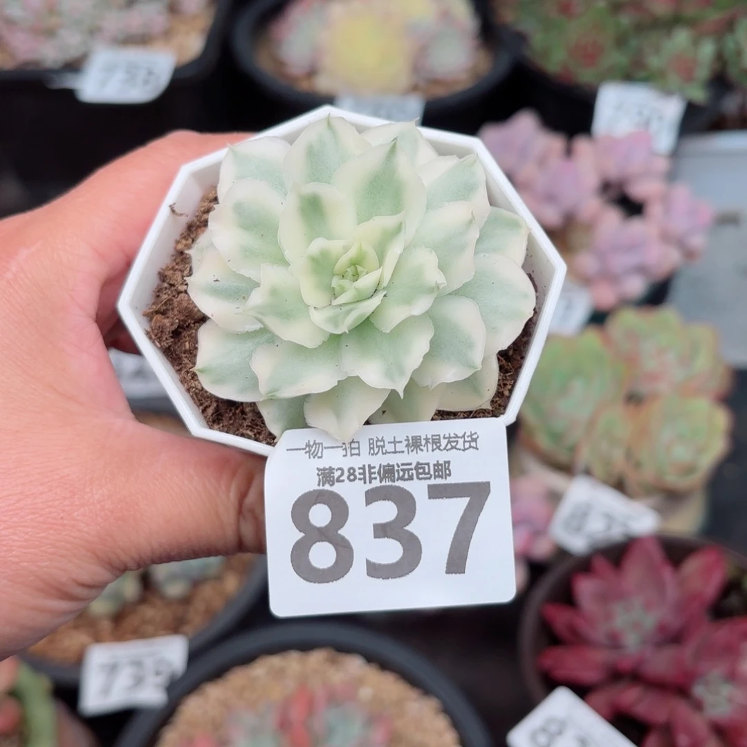 紫蝴蝶锦无盆土发货