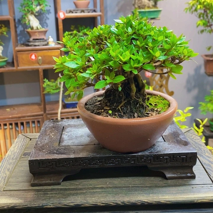 完全开放皋月杜鹃