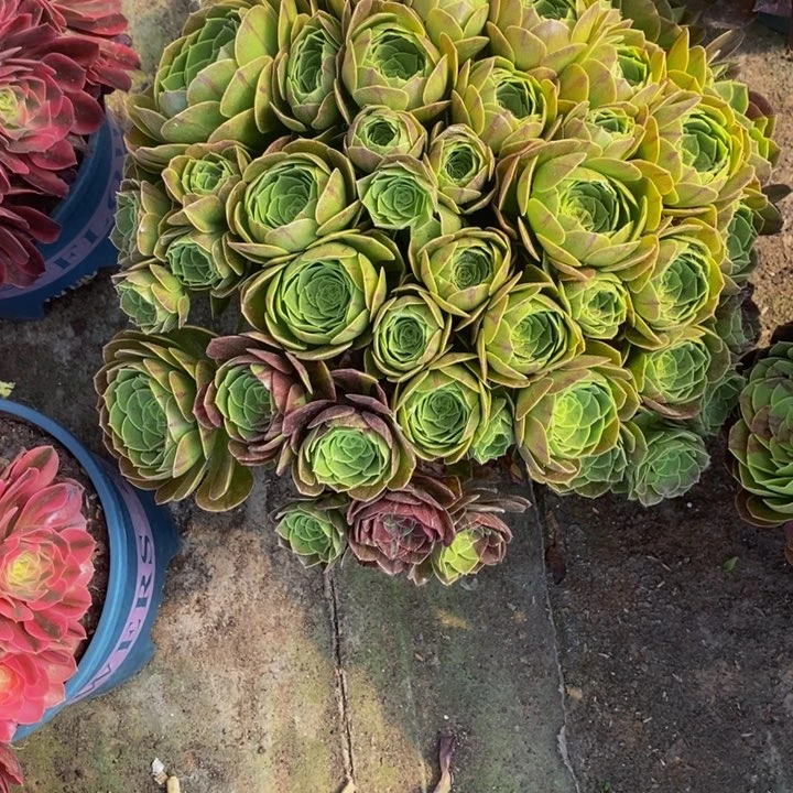 亲****宝花叶月多肉植物