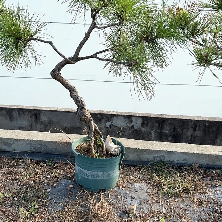 华***造无花朵盆栽植物黄山松盆栽培