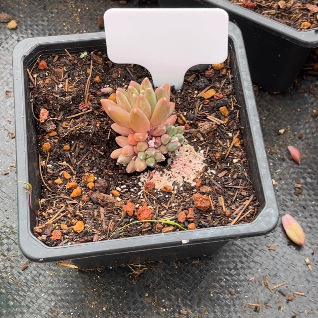 小***龙美人系杂多肉植物