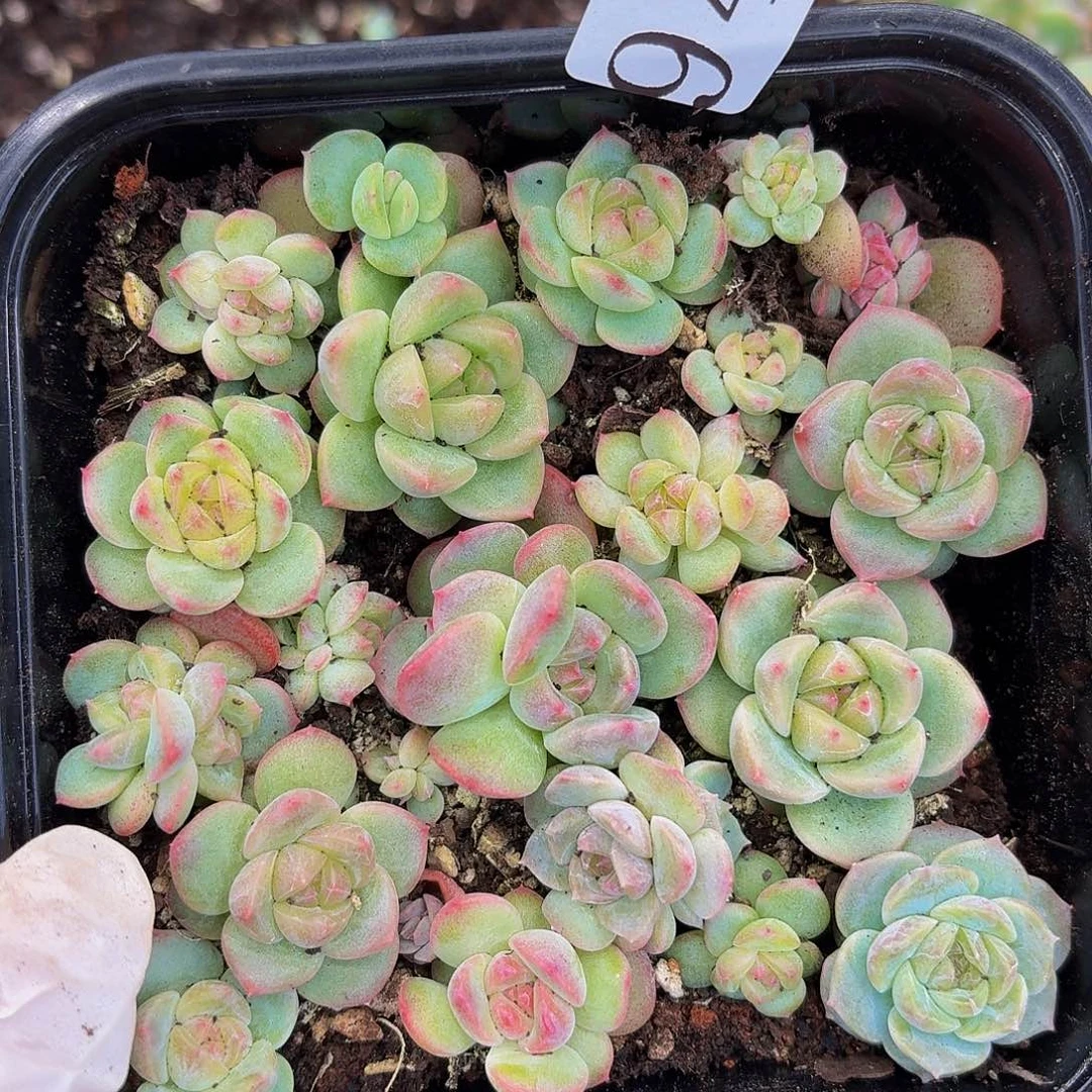 多肉植物多肉植物941