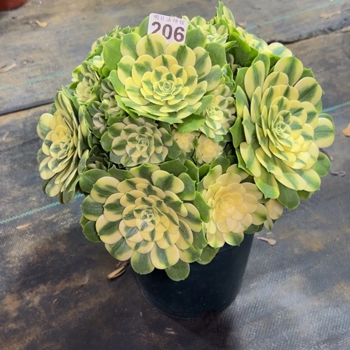 C*y新尼亚206多肉法师一物一拍