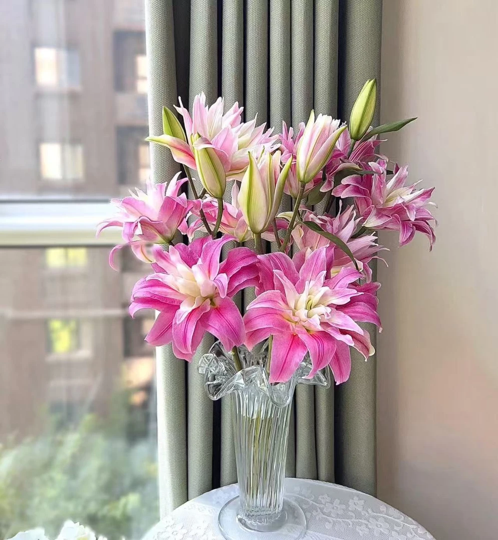 【红丝带百合】云南优选鲜切花昆明基地直发家用插花节日