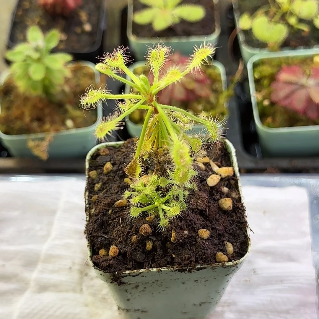 完全开放周正版马达加斯加