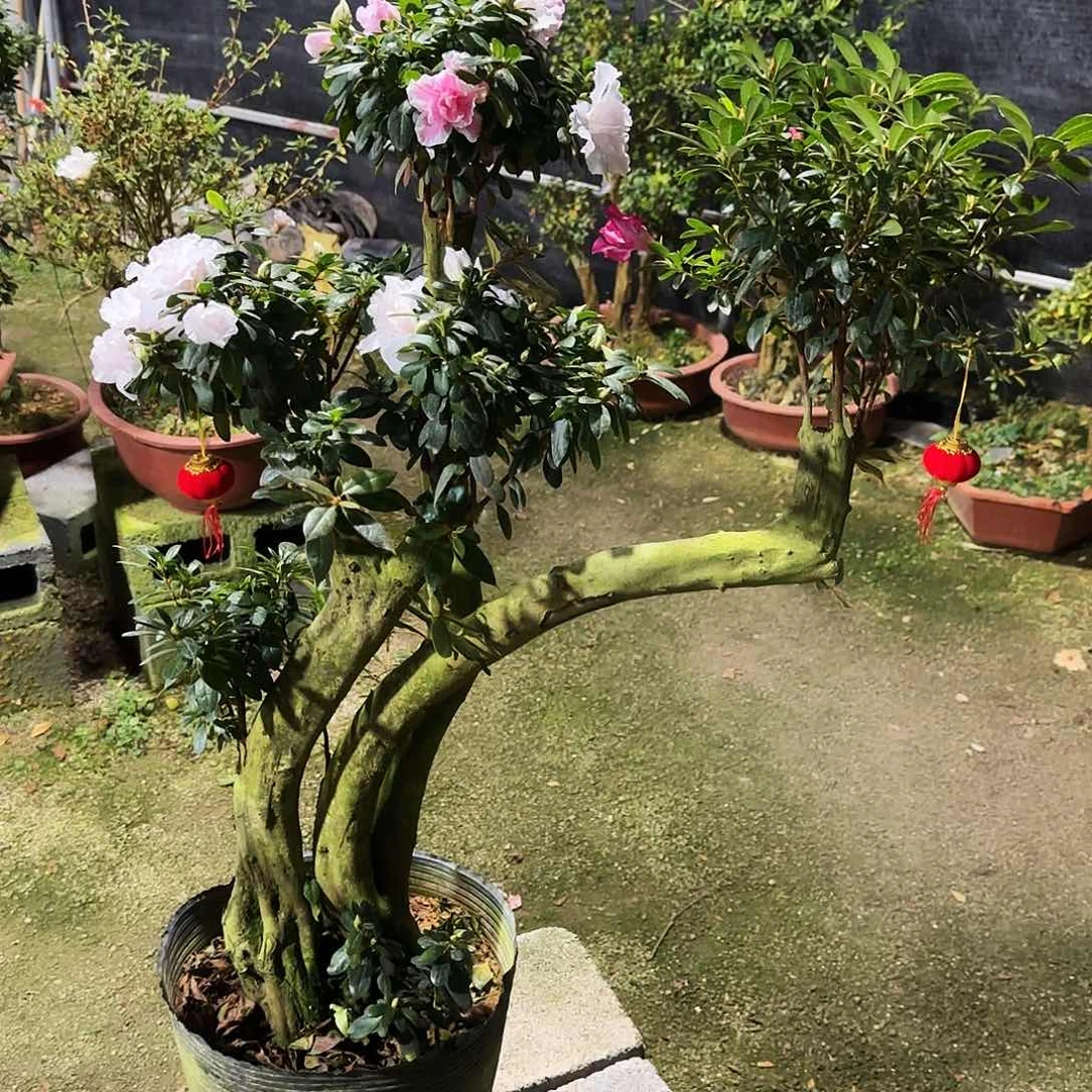 杜鹃盆景杜鹃老桩阳*