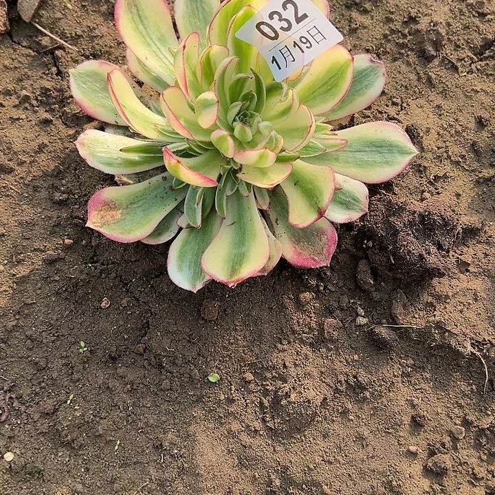 1.19-32倾城多肉地栽2