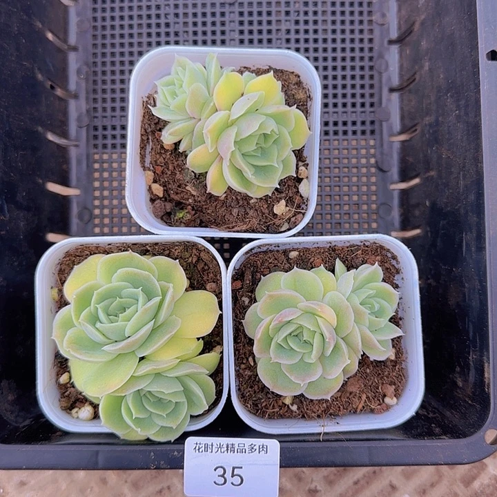 开**宝花时光精品多肉35