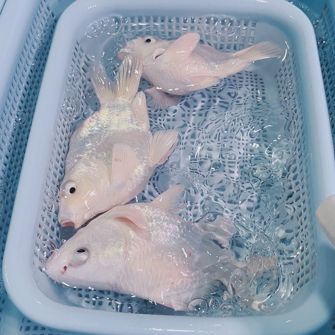 锦鲤锦鲤冷水观赏鱼