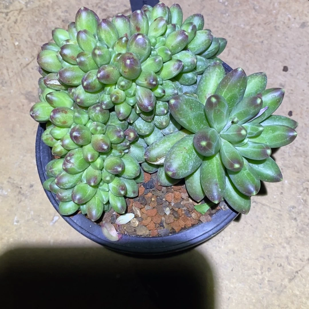 野*福利暗纹缀a5