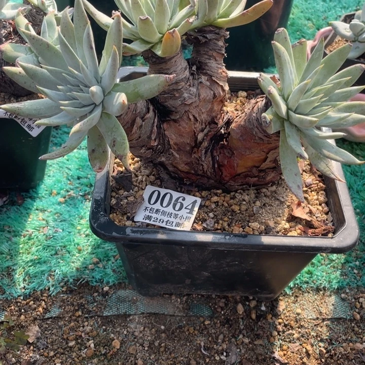 64号苹果叶雪山多肉有断枝