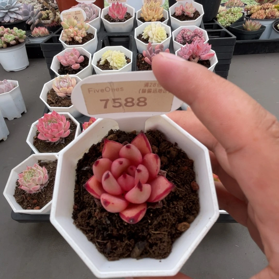 7588血罗  4.5厘米