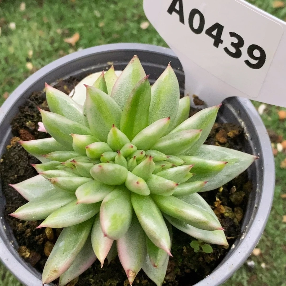 439缀夸哈哈哈哈哈