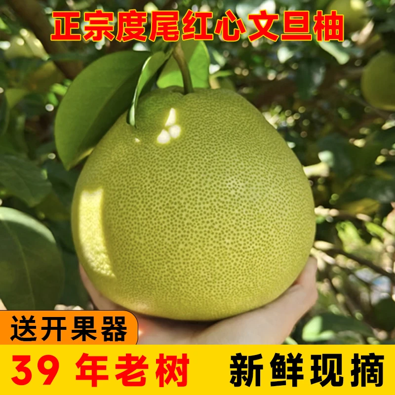 【大果】仙游度尾文旦柚新鲜当季现摘孕妇老人小孩时令水果低糖水果