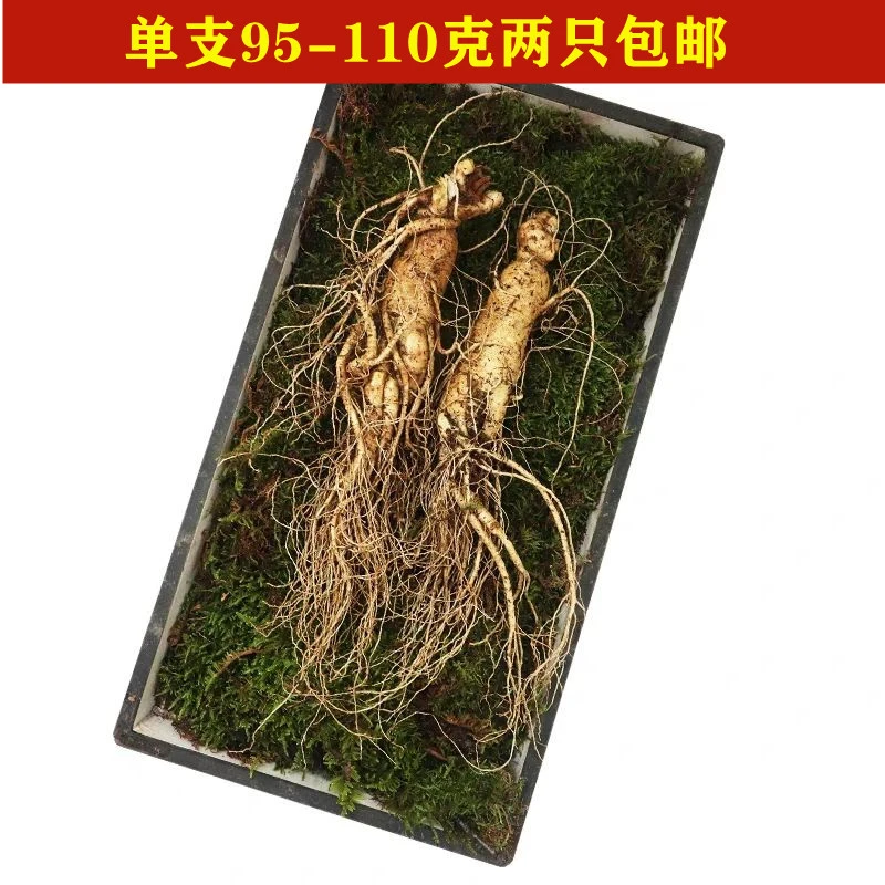 两大支新鲜人参超大支新鲜人参送礼泡酒东北新鲜带土人参