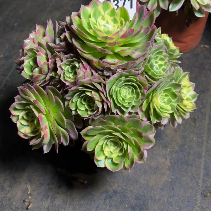 瑞妈，，，。。。。371海王，