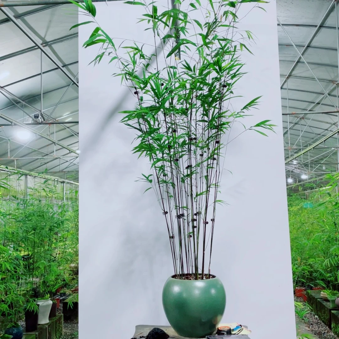 完全开放内门竹一物一拍