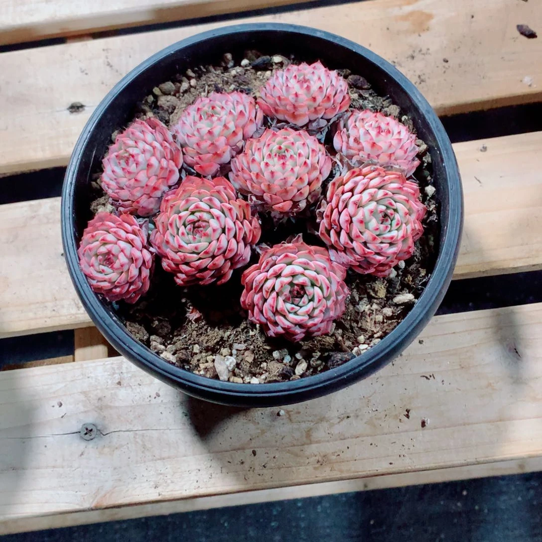 多肉植物多肉植物