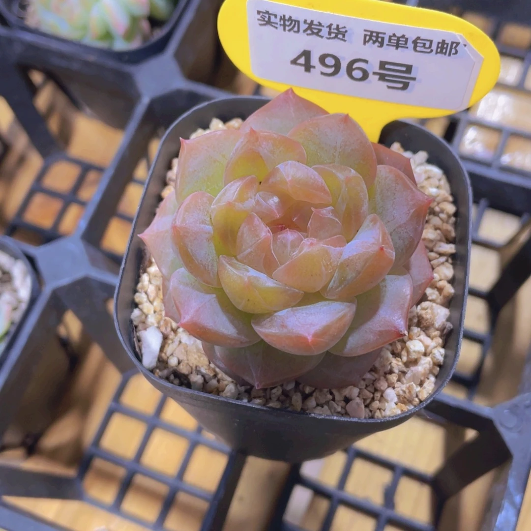 496号 糖心梨落珍妮