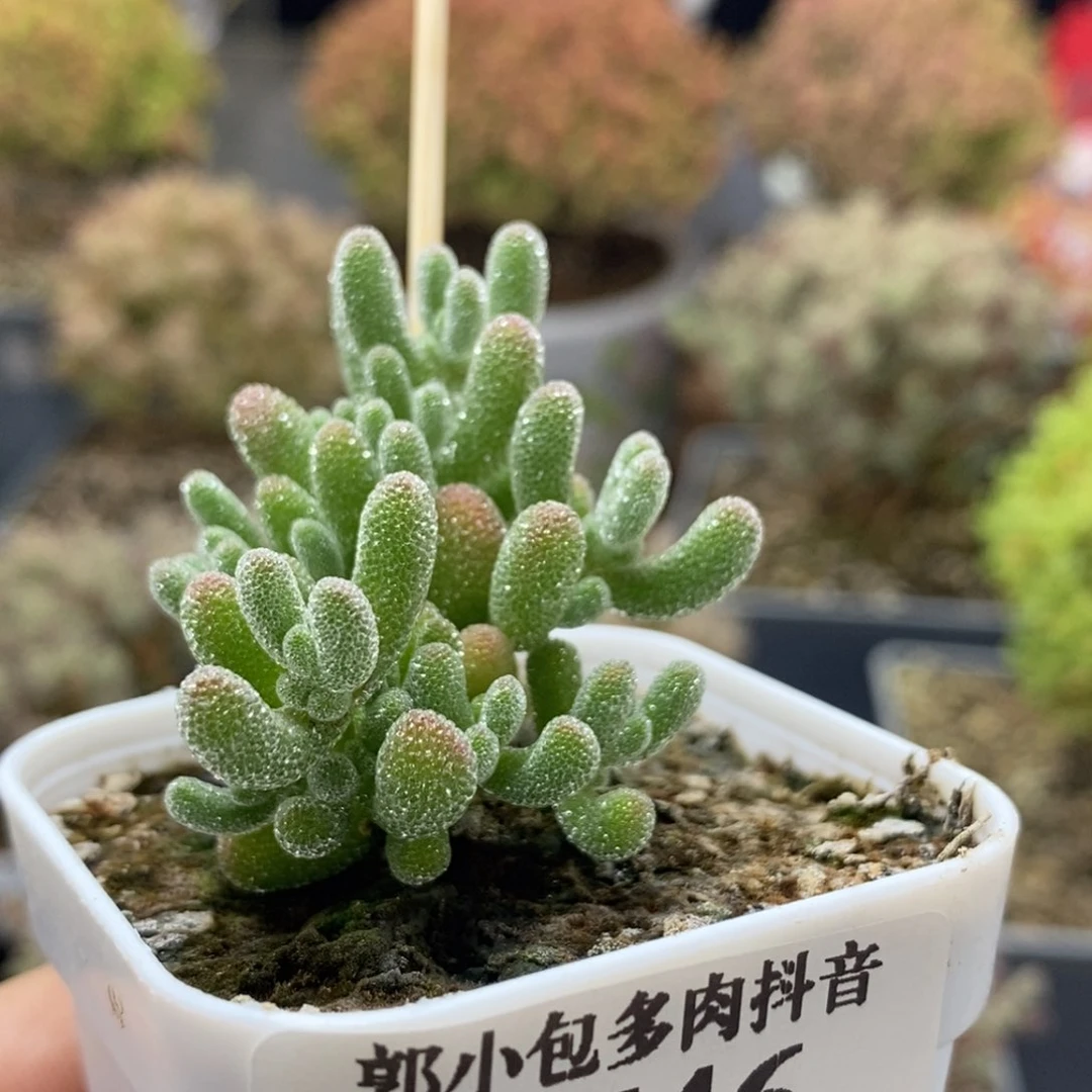 ?***?优选冰晶0546枝干番杏