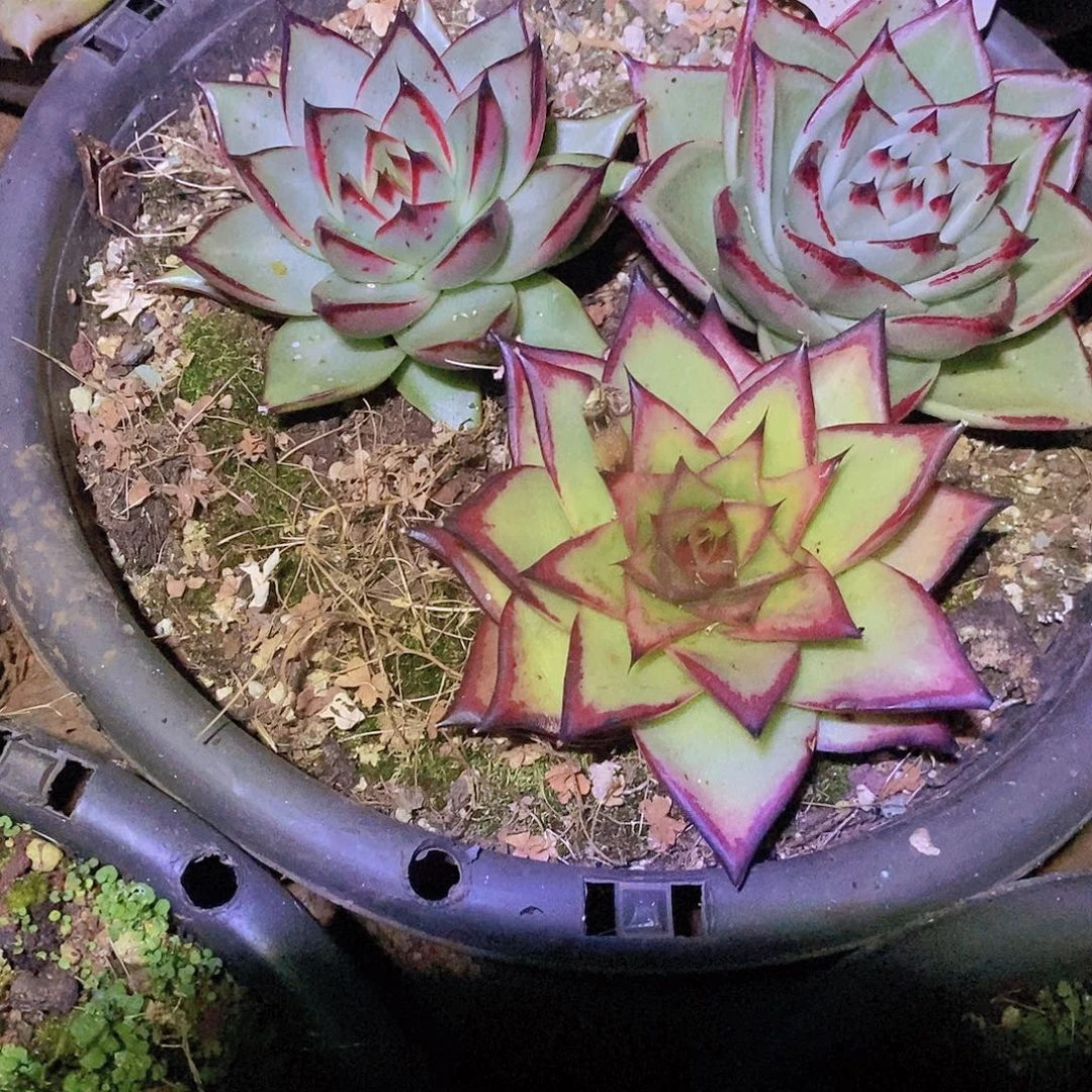 多肉植物福利乌木