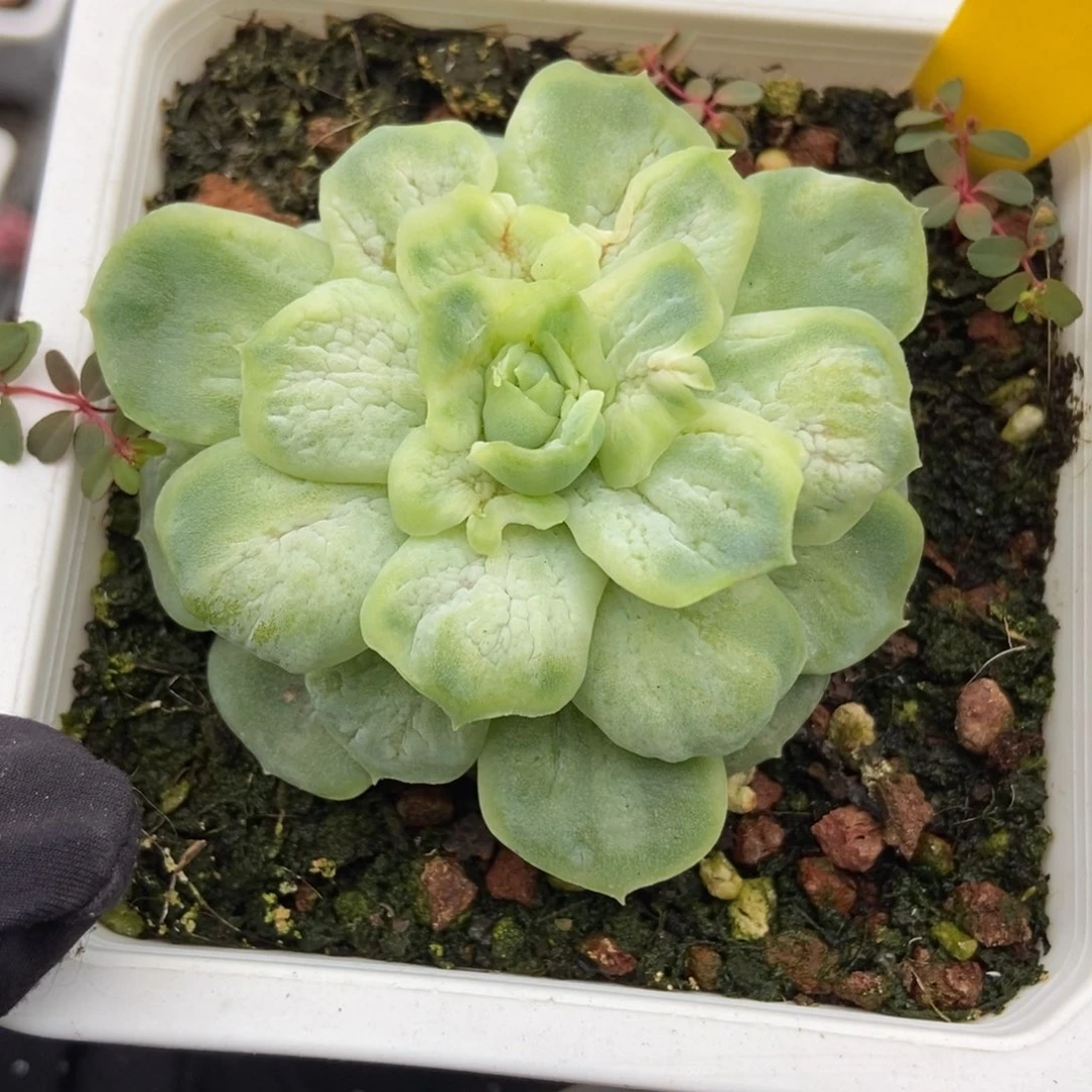 925泡泡纱多肉植物
