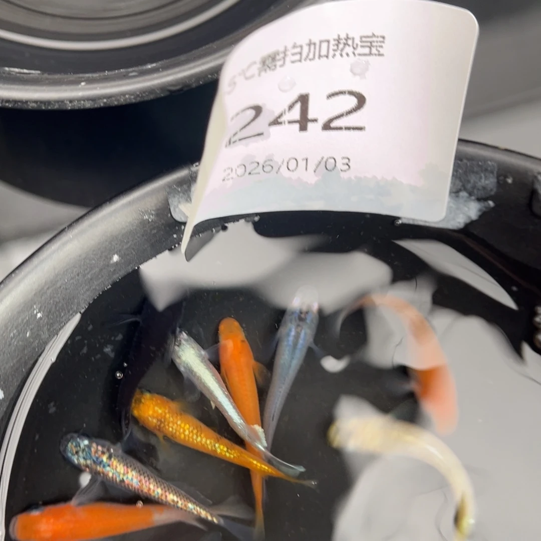 青鳉鱼242随机10尾