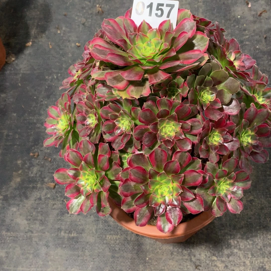 安娜157法师多肉植物3800000