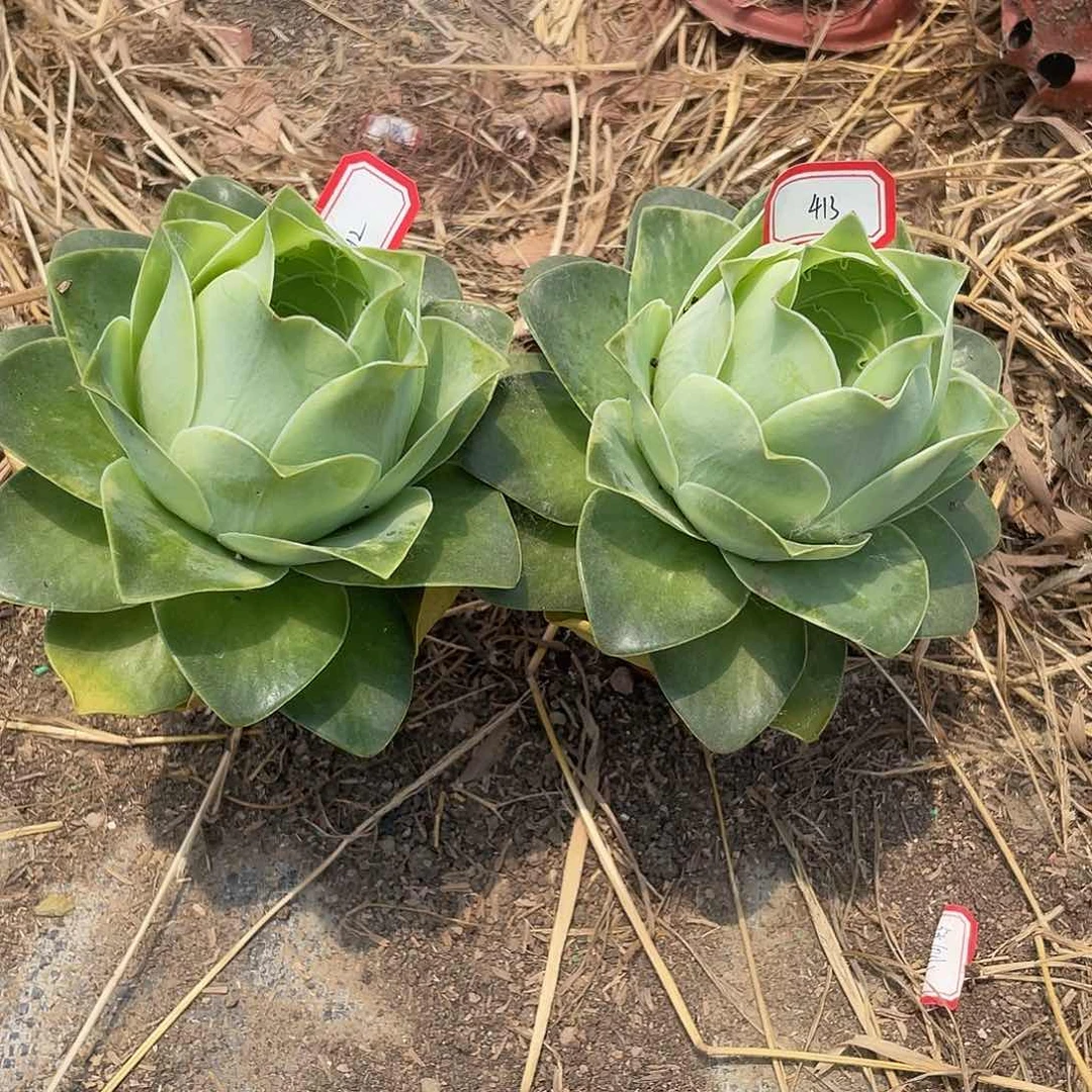 山地玫瑰单头 412 413