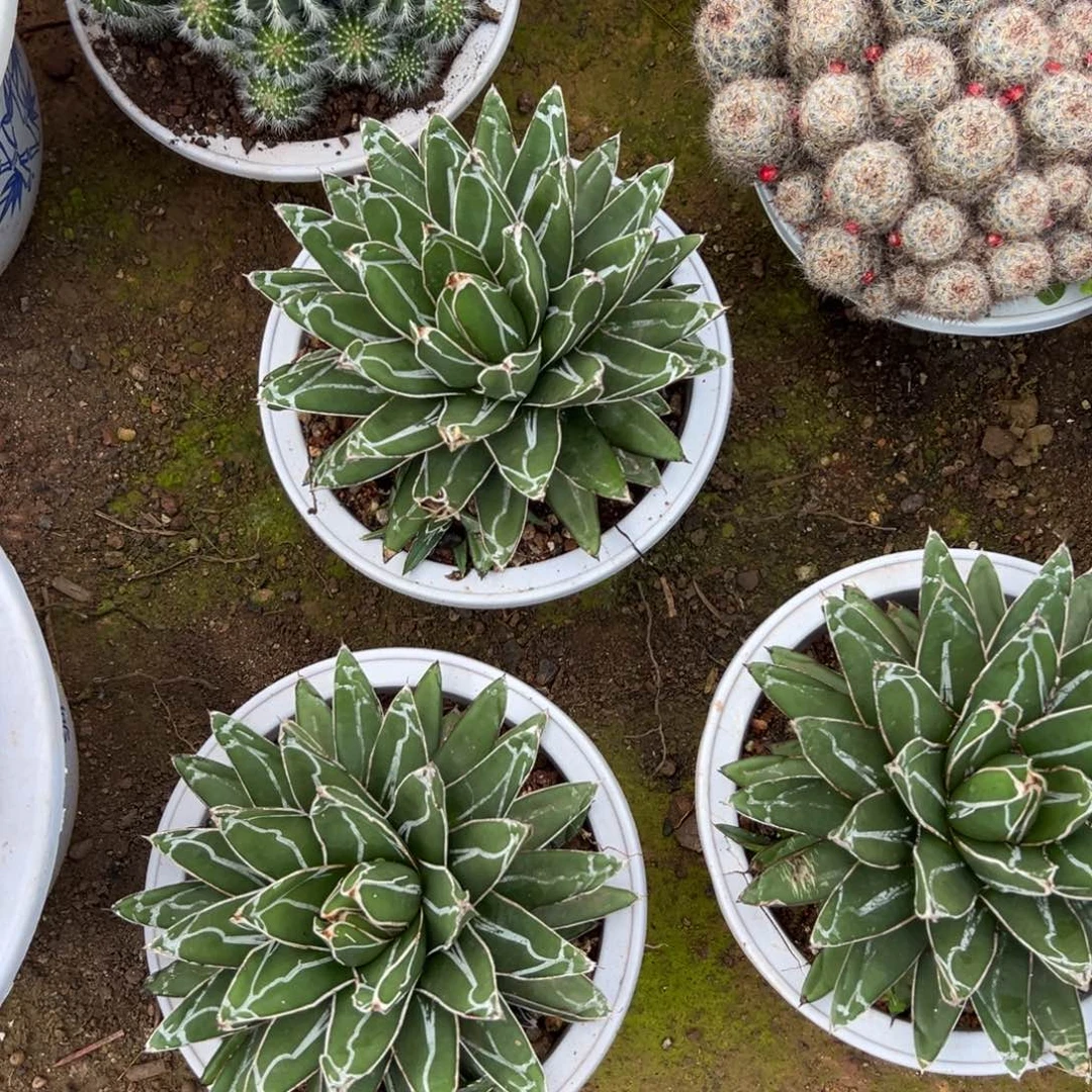 屉之雪随机一颗。