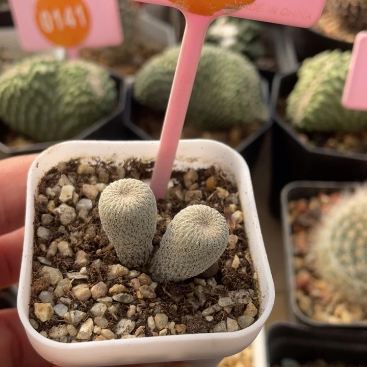 实生双头月世界一棵00310000