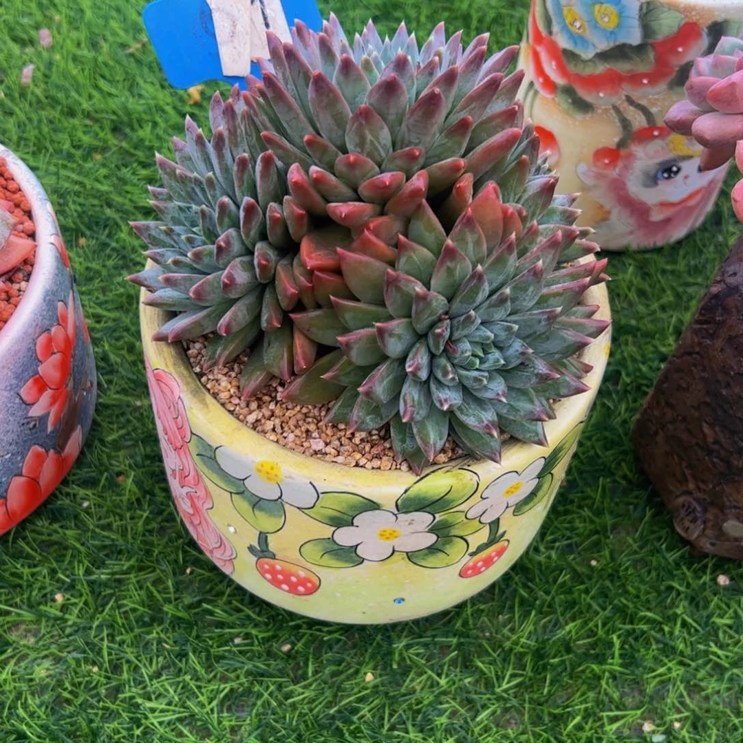 幻影小老桩多肉植物