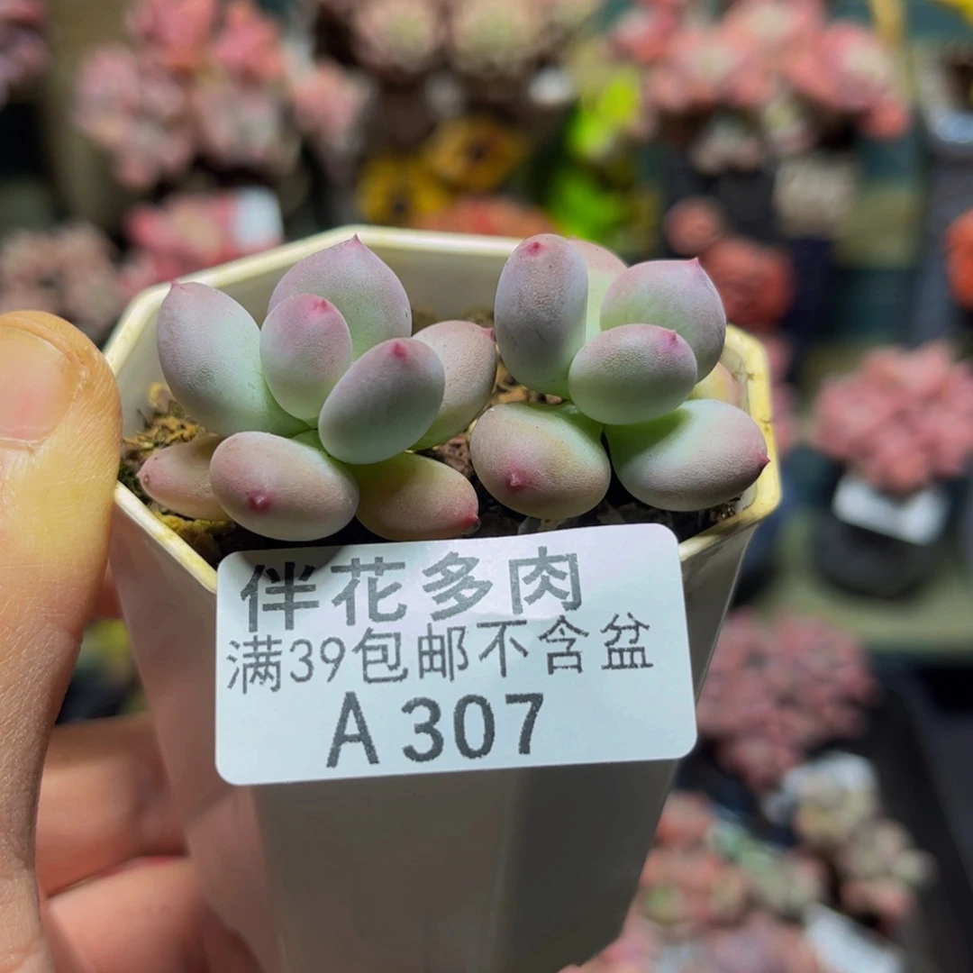 307四代苹果奶6厘米多肉